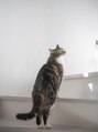 メッツァ(metsa) ねこ好きです。