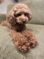 トッカ 船橋店(tocca) 愛犬です♪癒しです。。