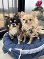 ヘアーデザイン モモ(Hair Design MoMO)&nbsp;チワワを飼っています！名前は左がくう太！右が小夏です！