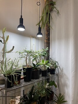 アラスカサロン(alaska salon)の写真/店内には自然光が差し込み、木の温もりを感じれる落ち着きのある空間。あなただけの特別なサロンタイムを♪