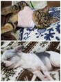 ヘアーアンドメイク グリーン(hair&make green) 動物大好きです☆犬と猫飼ってます!!
