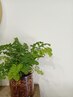 【夏限定】ひんやりクールヘッドスパ＋￥1100