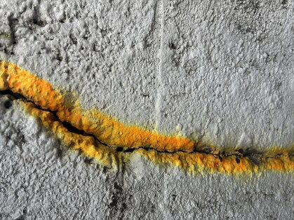 サイ(SAI)の写真