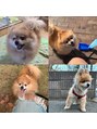 PIECE　髪質改善　八千代中央 我が家の愛犬ラム☆