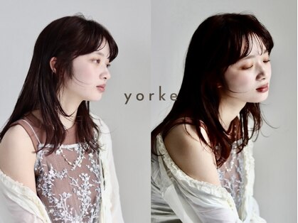 ヨーク(yorke)の写真