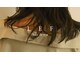 レフ(LEF)の写真