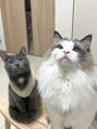 ロータス ヘアデザイン 船橋店(Lotus Hair Design) 愛猫です♪動物全般大好きなので、お話できると嬉しいです!