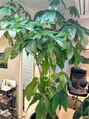 グロス(gloss) 店内の観葉植物が元気に育ってます