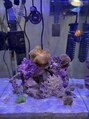 ビーエフサロン 大森町店(B×F SALON) マリンアクアリウム♪ソフトコーラル中心に珊瑚とニモが可愛い