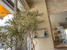 シマズ ヘアーサロン Shimazu hair salonの雰囲気（日中は観葉植物からの木漏れ日に癒されます。）