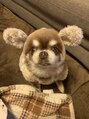 オーブ ヘアー ハレ 福岡新宮店(AUBE HAIR hale) 犬が大好きです♪実家でチワワ飼ってます!