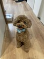 ラピックヘアー(LUPIC)&nbsp;我が家の愛犬☆茶々丸です！！！