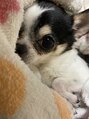 ロニ 真菅店(LONI) 愛犬のスムースチワワのおはなちゃん13歳です。