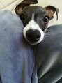 シャル 町田(shalu) 愛犬のうーさん