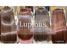 ルピナス(Lupinus)