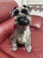 ミルクティ 亀田店(Milk tea) 我が家の愛犬♪ソフィー!!賢い女の子って言う意味らしいです