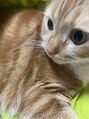 ピント 柏の葉キャンパス(Pint)&nbsp;愛猫カールです！猫大好きです♪