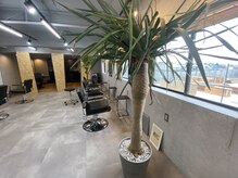 たくさんの珍しい観葉植物に囲まれています♪