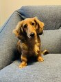 アミ 湘南台(amie) 2代目愛犬のダックスくん。先代の柴犬とまた違った可愛さです♪