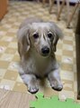 リング ゼロゼロニ 上田店(rING 002) 動物大好き！愛犬です♪