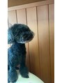トオリト アダン(TOORITO ADAN)&nbsp;犬派です！トイプードル飼ってます！名は「もずく」です！