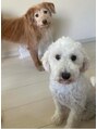 アーツリタ 町田(arts lita) 愛犬2匹います!柴プーとトイプーです!2人とも男の子です!