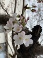 マルゼン(Maruzen) 桜が大好きで毎年春は桜の写真をたくさん撮ります♪