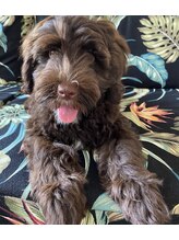 リリヘアー(RiRi hair)&nbsp;看板犬 ラブ