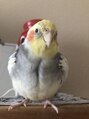 ヘアーメイク ツインズストリート(Hair Make TWINS street) 動物大好きです♪オカメインコ飼ってます(*^-^*)ぼーちゃん♪