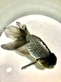 トランス(Trans) アクアリウム、毎年行ってます!