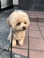 シュエット(CHOUETTE) 愛犬Leaチワプー