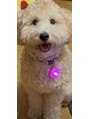 エデアンホンテン メンズサロン(EDEAN 本店 (旧:EDEAN 上通)) 最近犬飼いました(笑)犬初心者なので色々教えてください!