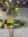 美容室 キムラ 植物が好きです。