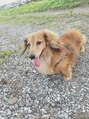 ストリートブライズ(STREET BRIDES) 前飼っていた愛犬のショコラです！