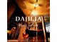 ダリア(Dahlia)の写真