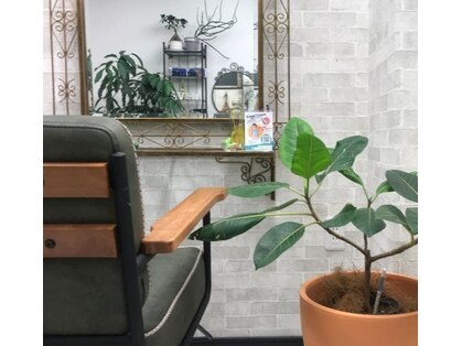オリーブ(Olive)の写真