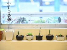 エンジュの雰囲気（棒）