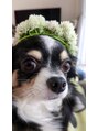 カグヤヒメ(kaguyahime) 我が家の愛犬です☆
