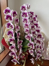 スカイ(scai) 佐藤 不二子