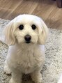 ヘアアンドメイク スタジオ ミムロ(HAIR&MAKE STUDIO MIMURO) ダックスとプードルのMIX犬｢ファル♀｣と言います。