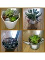 ヴァン カウンシル 川中島店(VAN COUNCIL)&nbsp;多肉植物、好きな雑貨に寄せ植えして、楽しんでます。