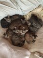セシルヘアー 松山店(Cecil hair) 実家で猫15匹飼ってます!