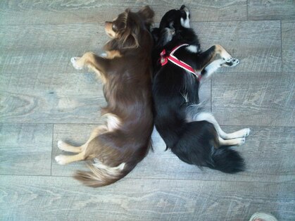 カシュカシュ(cashe cashe)の写真