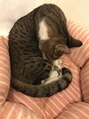 エヌルポ(N-repos)&nbsp;猫を飼った事がありません。定期的に猫カフェに行きます。