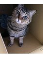 フェリーク ウジヤマダ(feerique UJIYAMADA)&nbsp;飼い猫です♪箱が好きで必ず入ってます(笑)