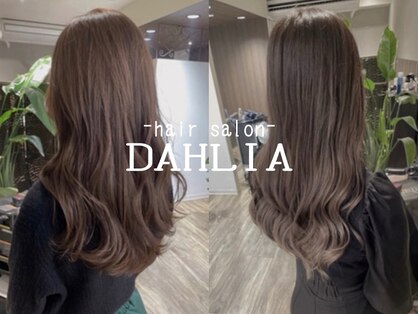 ダリア(DAHLIA)の写真