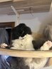 [猫ちゃんふれあいクーポン]このクーポンのみのご利用は、できません