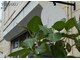 ココサロン(COCO Salon)の写真