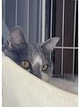 ジッピーオブトータルビューティ(Zippy of total beauty) うちのネコ。ハンモック大好き!