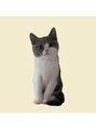 フロア(FLOOR) ねこを飼っています*名前は「とろろ」